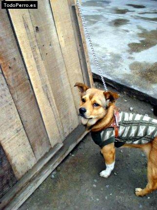 La foto del perro Peluchin Foto del perro Peluchin