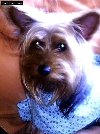 La foto del perro Morgana Foto del perro Morgana