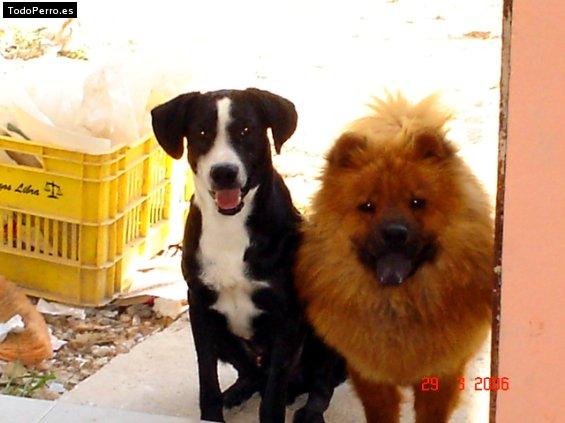 La foto del perro Manchas y mio Foto del perro Manchas y mio