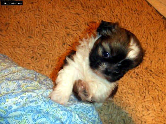 Foto del perro Candy rose