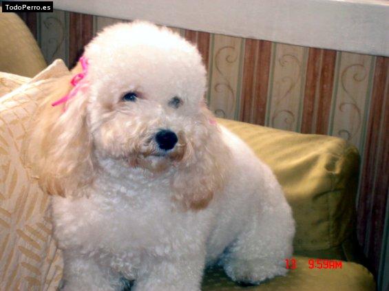 Foto del perro Camila