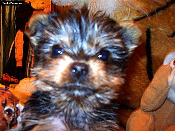 La foto del perro Urkel Foto del perro Urkel