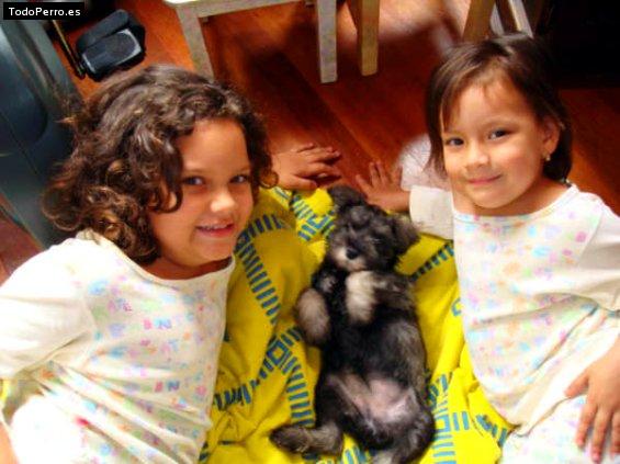 La foto del perro Silvana Foto del perro Silvana