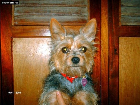 La foto del perro Gocha Foto del perro Gocha