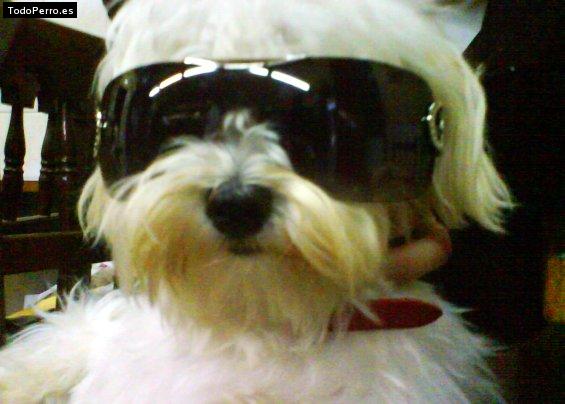 Foto del perro Lolo