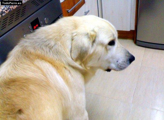 La foto del perro