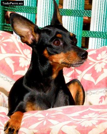 Foto del perro Lunita