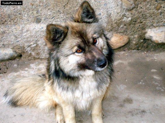 La foto del perro Peluza Foto del perro Peluza