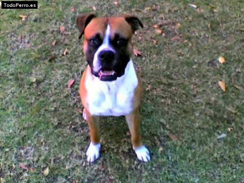 La foto del perro Mateo Foto del perro Mateo