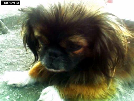 Foto del perro Bruno