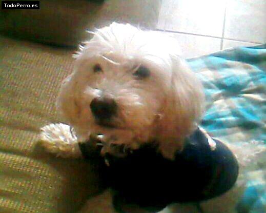 Foto del perro Capullo