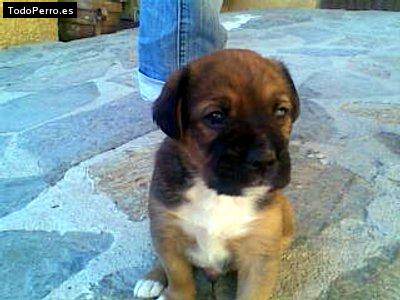 Foto del perro Couper