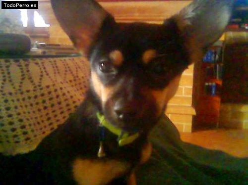 La foto del perro Suki Foto del perro Suki