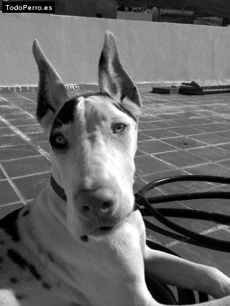 Foto del perro Mamby