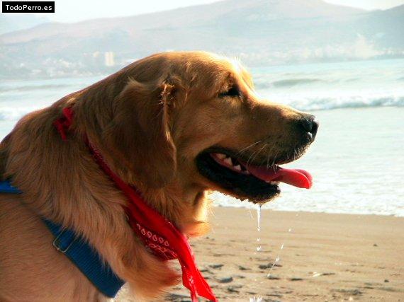 La foto del perro