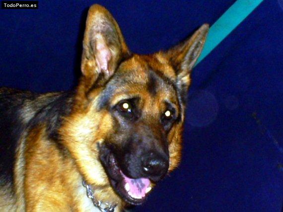 Foto del perro Malevo