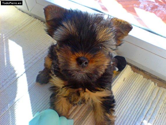 La foto del perro Hugo Foto del perro Hugo