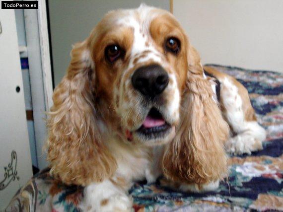 Foto del perro Chuster