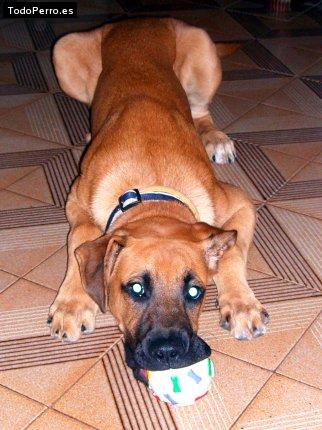 La foto del perro Hass Foto del perro Hass