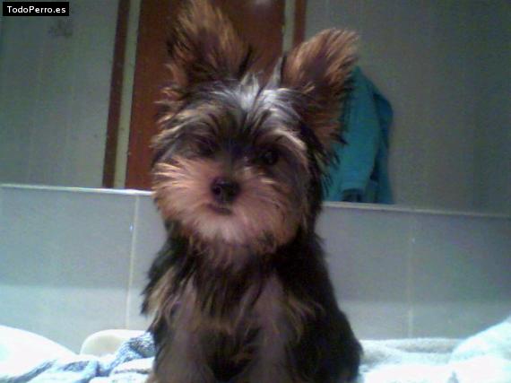 La foto del perro Puka Foto del perro Puka