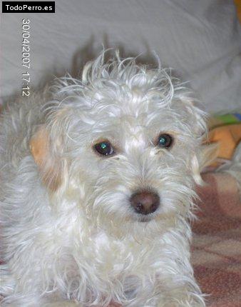 La foto del perro Gioia Foto del perro Gioia