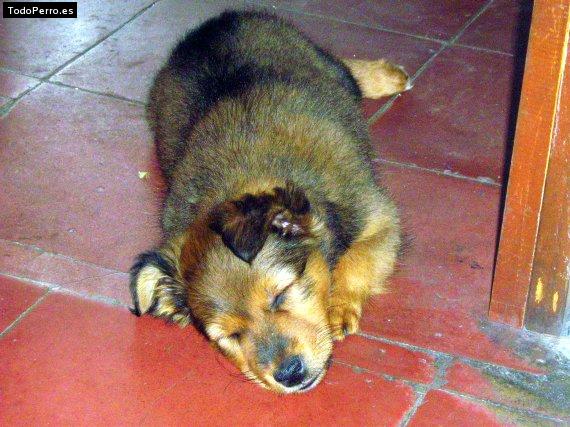 Foto del perro Cleo