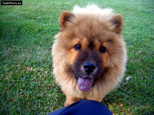 La foto del perro Meiga Foto del perro Meiga