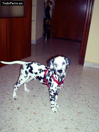 Foto del perro Neron