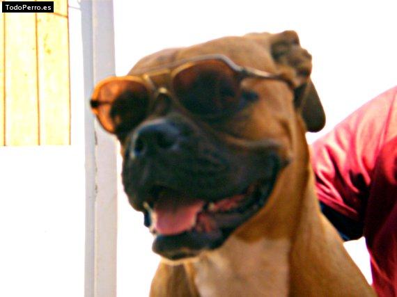 Foto del perro Sasha