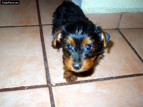 La foto del perro Shire Foto del perro Shire