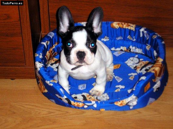 La foto del perro Shiro Foto del perro Shiro