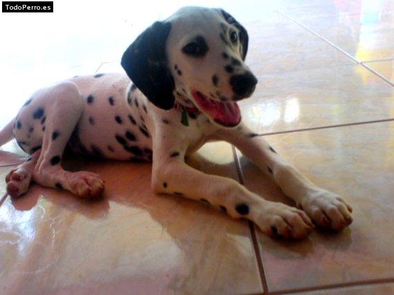 Foto del perro Bengi