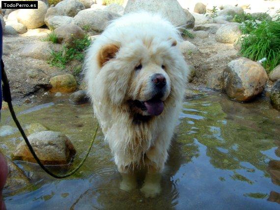 Foto del perro Chato