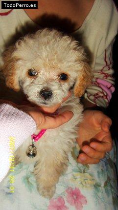 La foto del perro Campanita Foto del perro Campanita