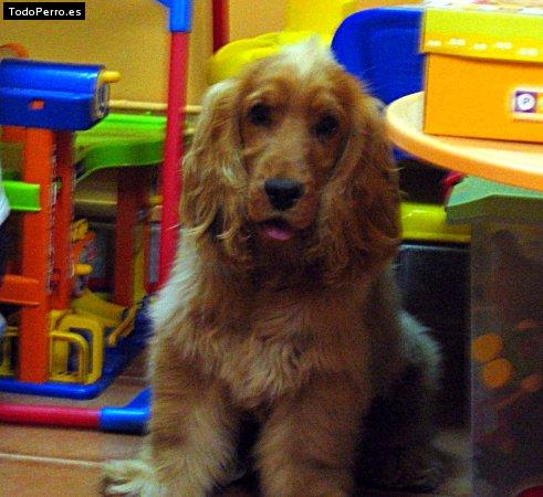 Foto del perro Scooby