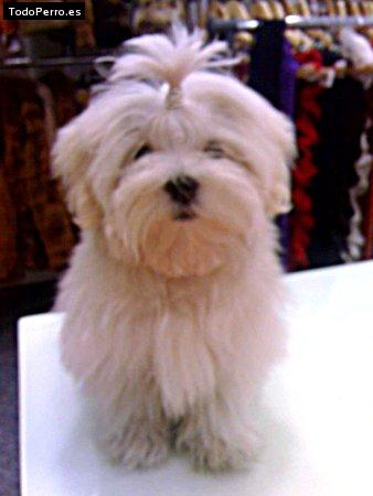 Foto del perro Jhaus