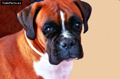 La foto del perro Ika Foto del perro Ika