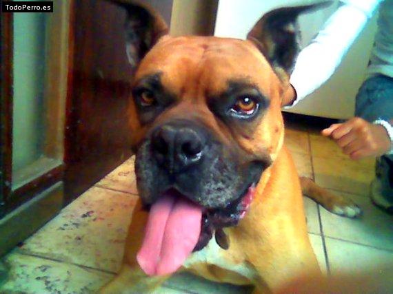 La foto del perro Sultan Foto del perro Sultan