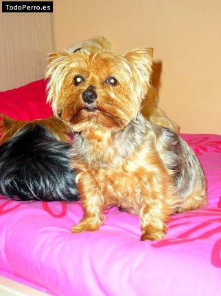 Foto del perro Tamy
