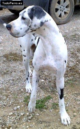 Foto del perro Chanel