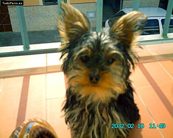 Foto del perro Neron