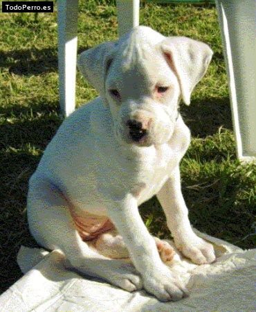 La foto del perro Papusa Foto del perro Papusa