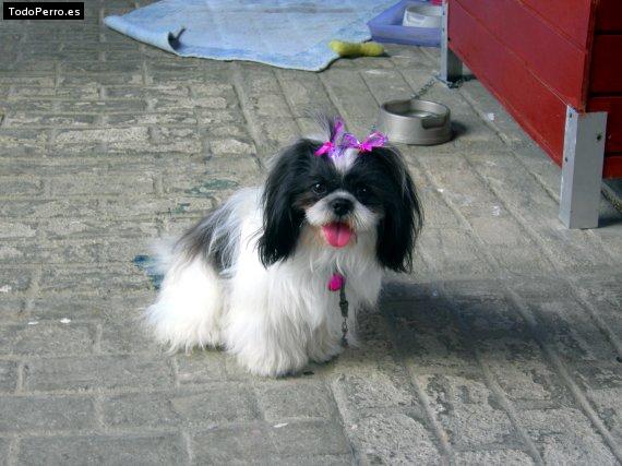 Foto del perro Jade marie