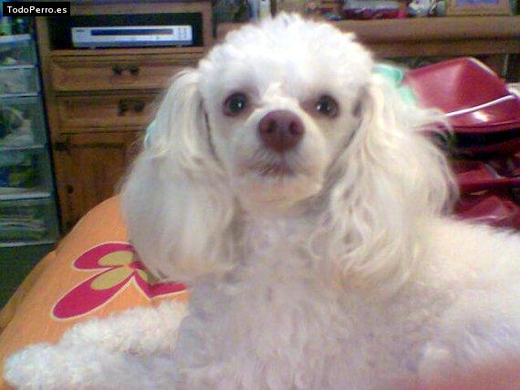 Foto del perro Winky