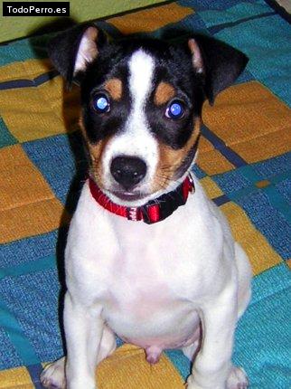 Foto del perro Chano