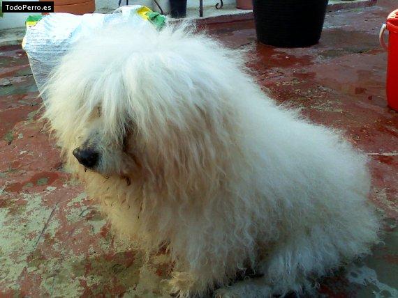 La foto del perro Escoti Foto del perro Escoti