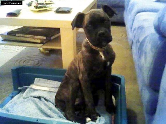 La foto del perro Queen Foto del perro Queen