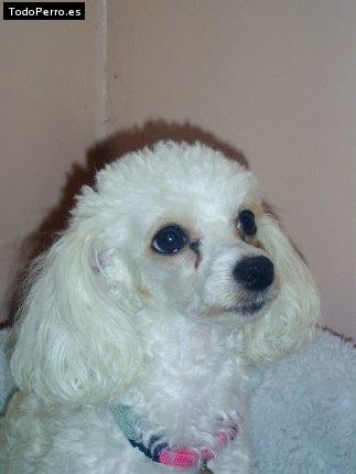 Foto del perro Reina