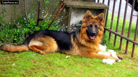 Foto del perro Mambo