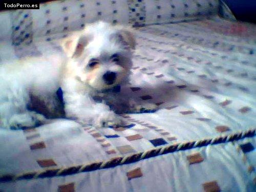 Foto del perro Nanda